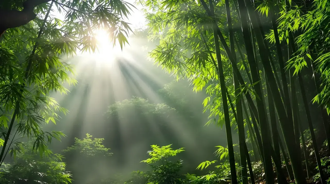 卧虎藏龙 背景图